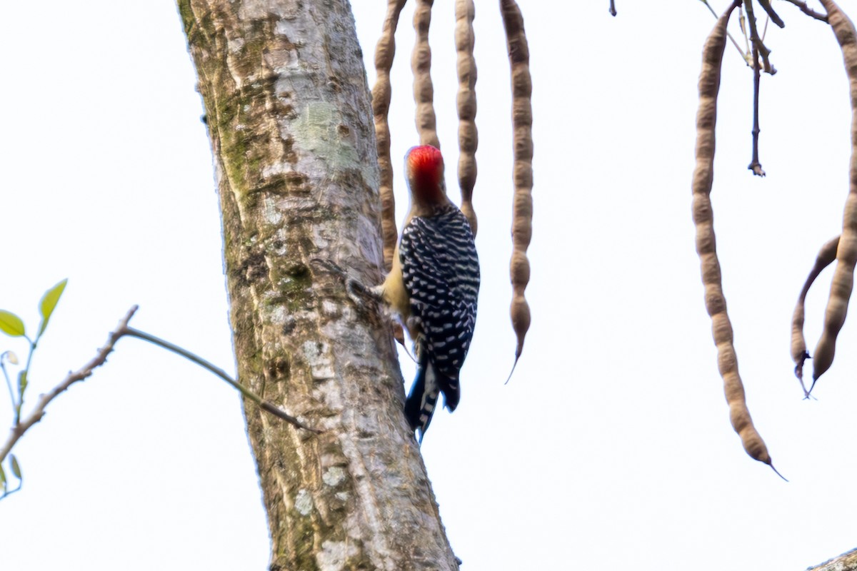 Red-crowned Woodpecker - Mason Flint