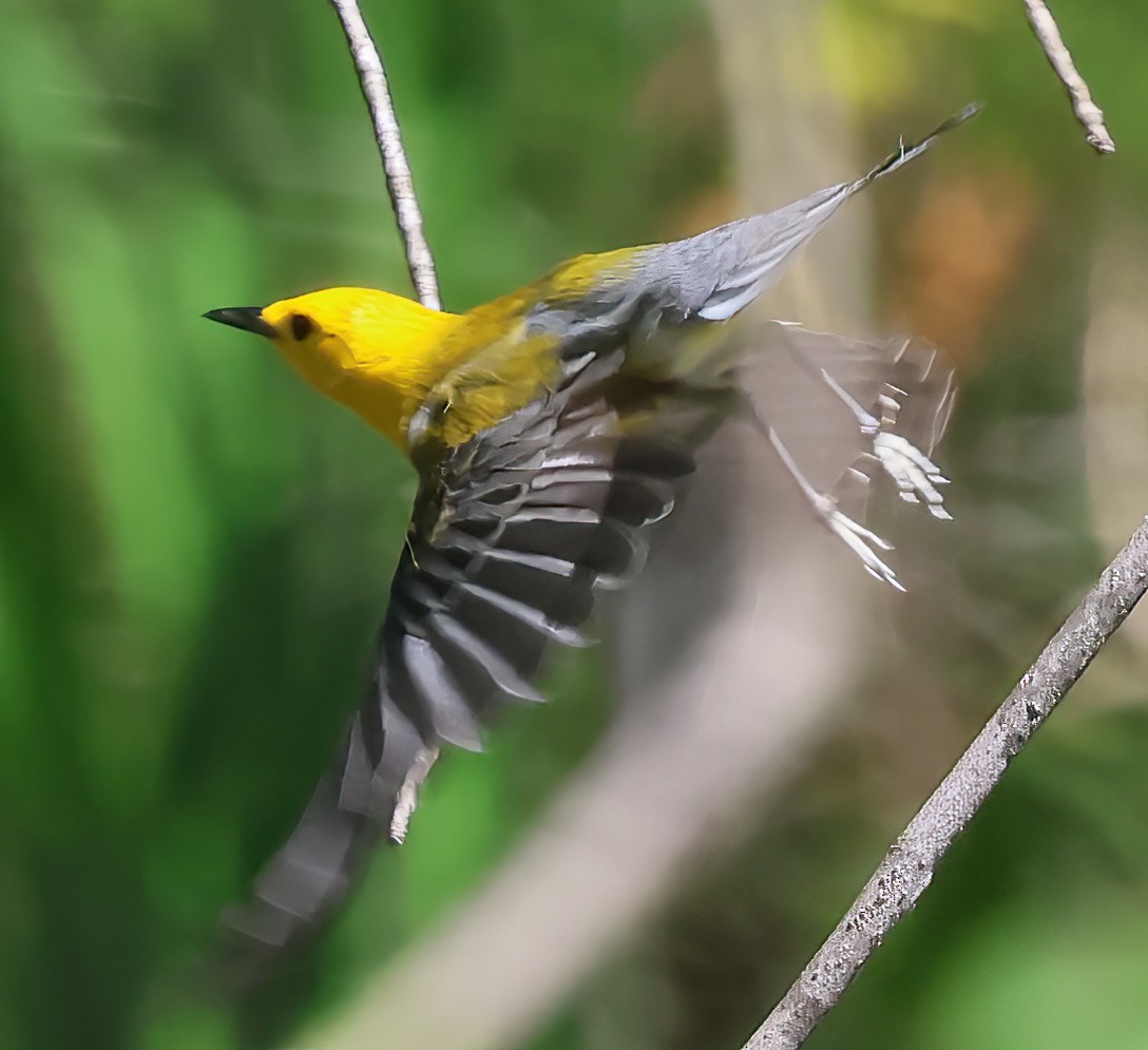 Prothonotary Warbler - Charlotte Byers