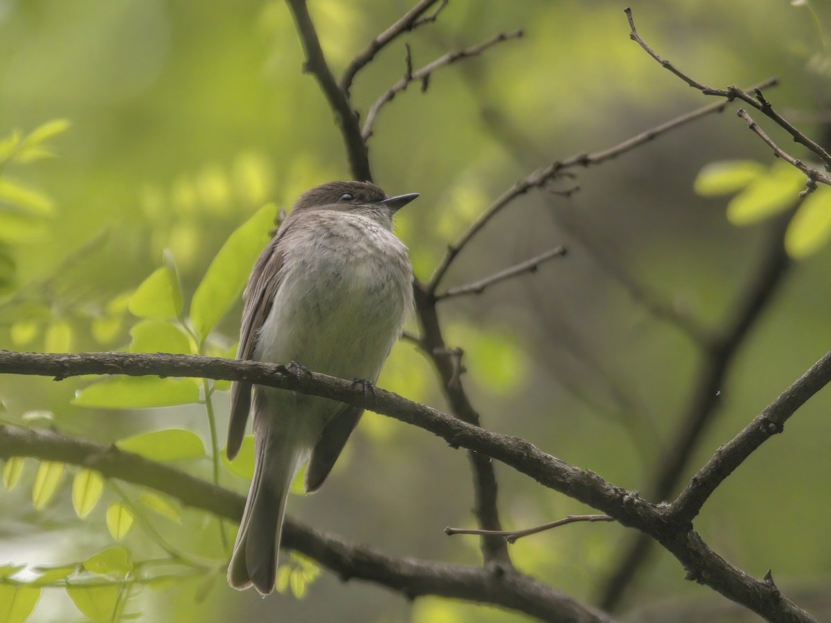 Eastern Phoebe - Justin Kolakowski