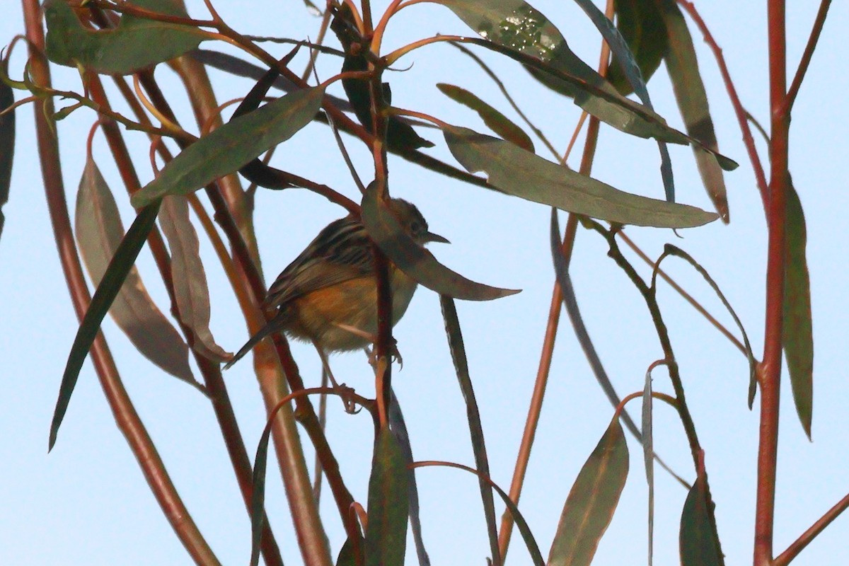 Zitting Cisticola - Alexandre Hespanhol Leitão