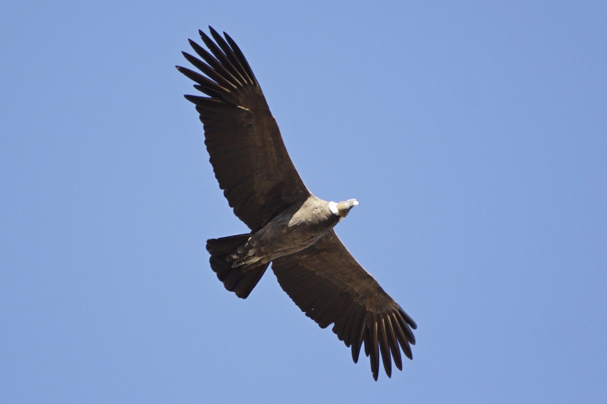 Andean Condor - Gabriel Carbajales