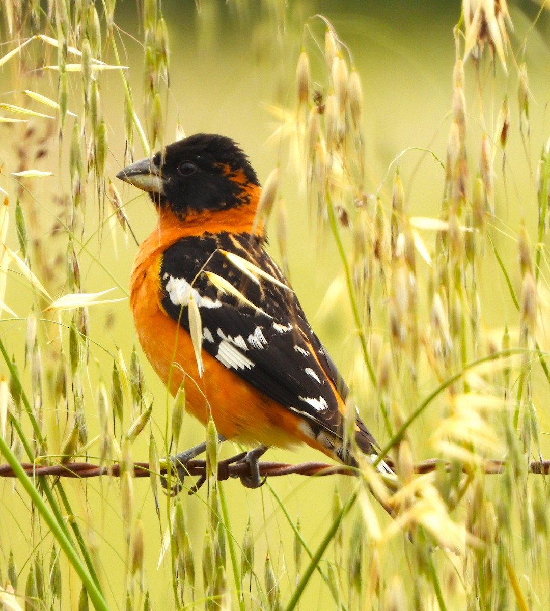 Black-headed Grosbeak - Lynn Scarlett