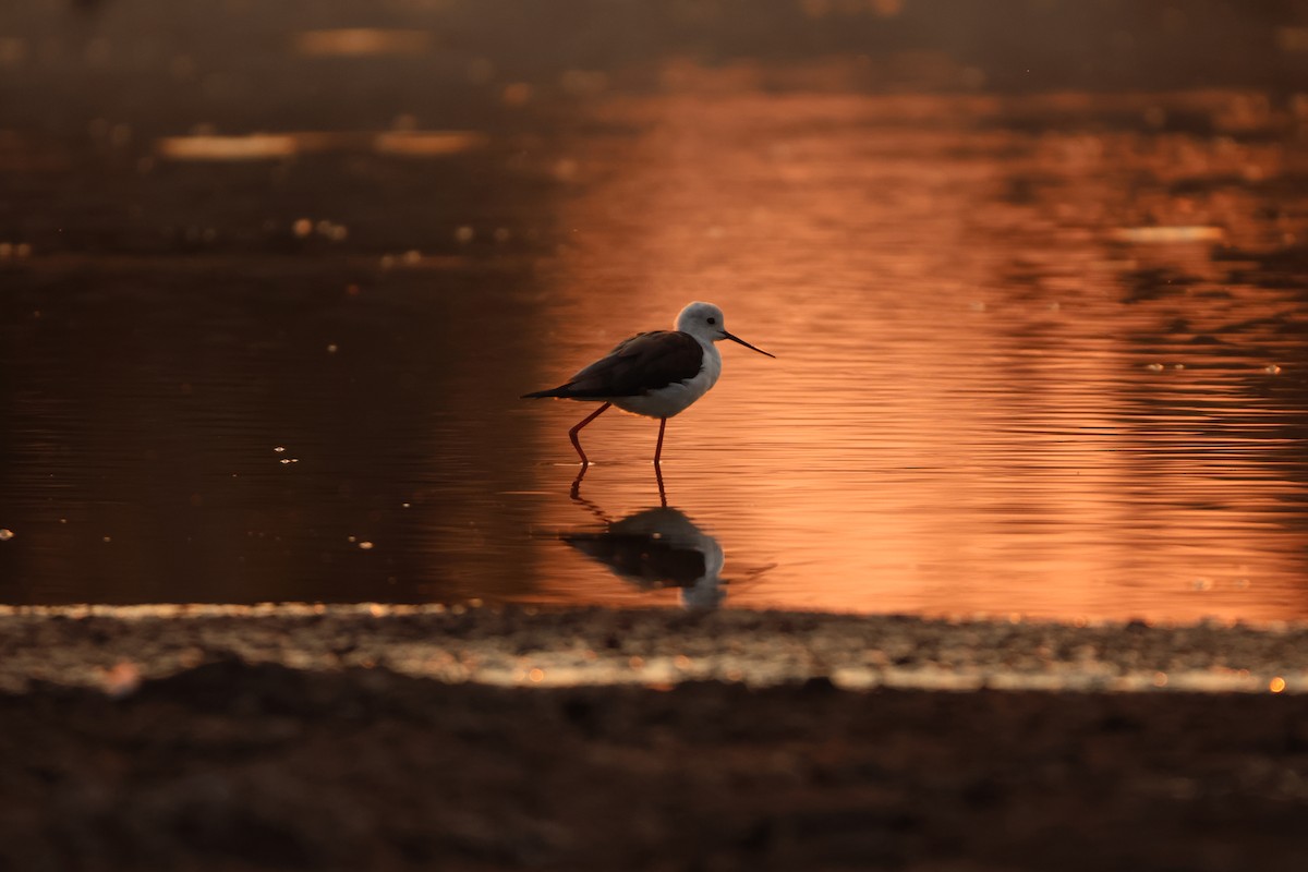 Black-winged Stilt - Ada Alden