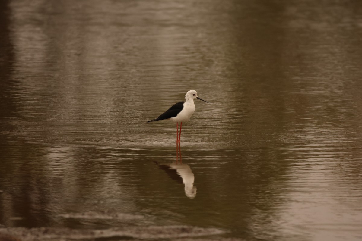 Black-winged Stilt - Ada Alden