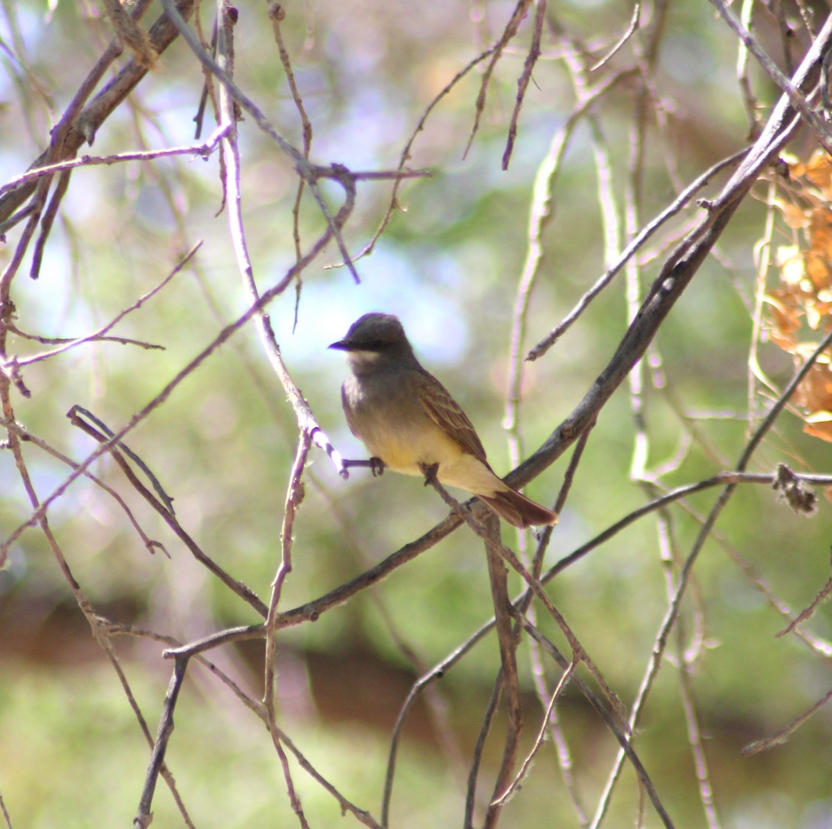 Cassin's Kingbird - Marsha Painter