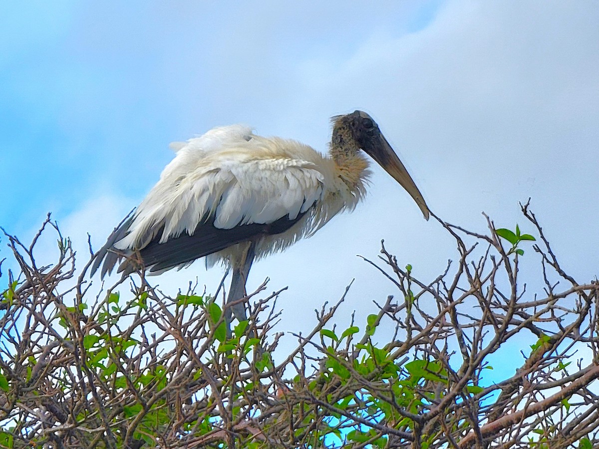 Wood Stork - ami horowitz