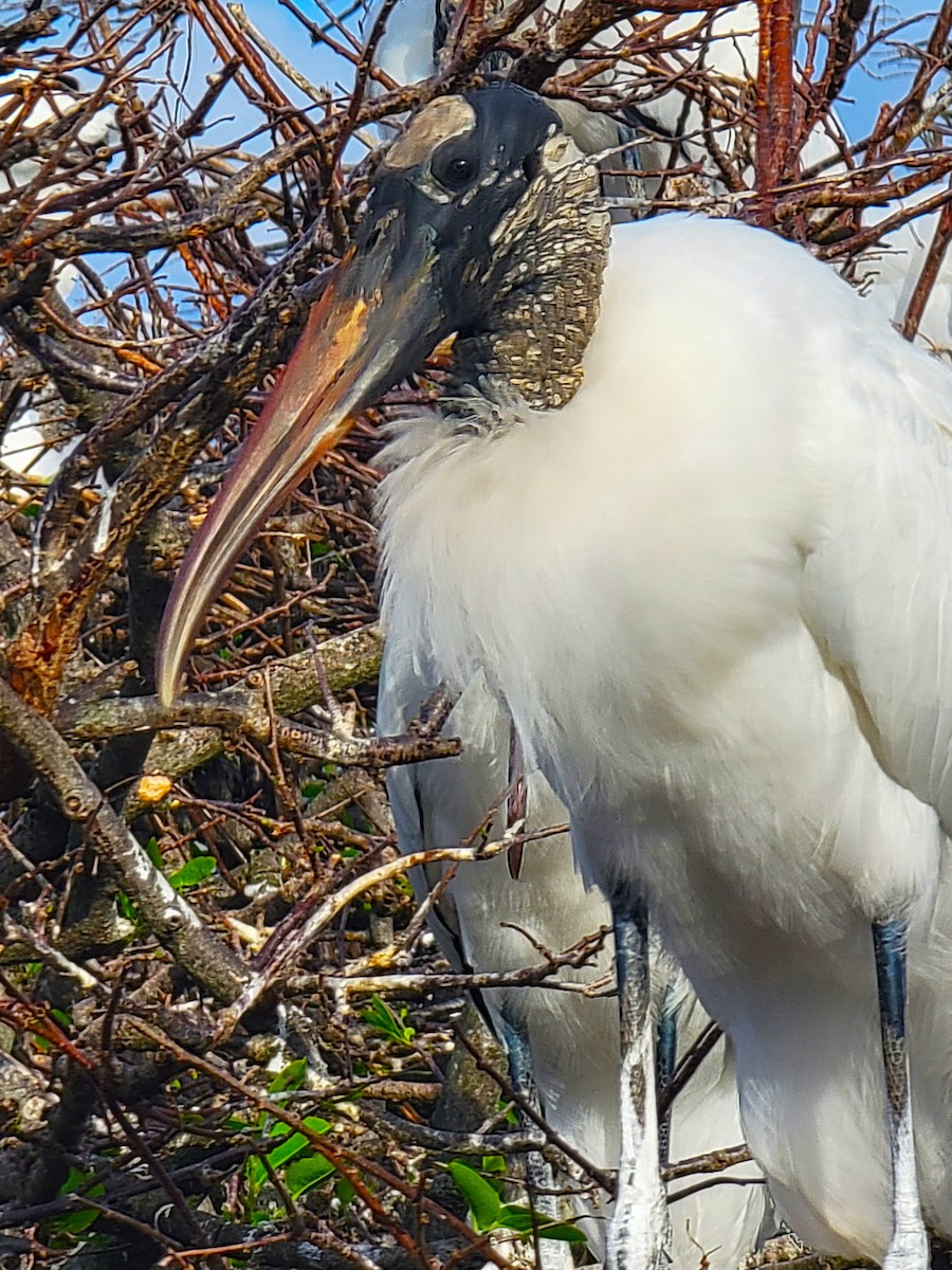 Wood Stork - ami horowitz