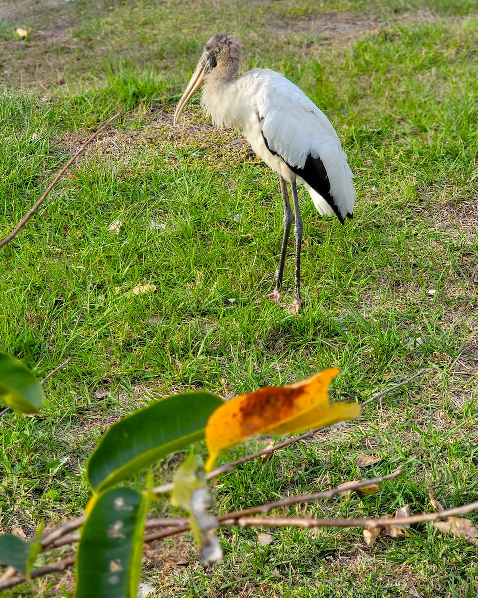 Wood Stork - ami horowitz