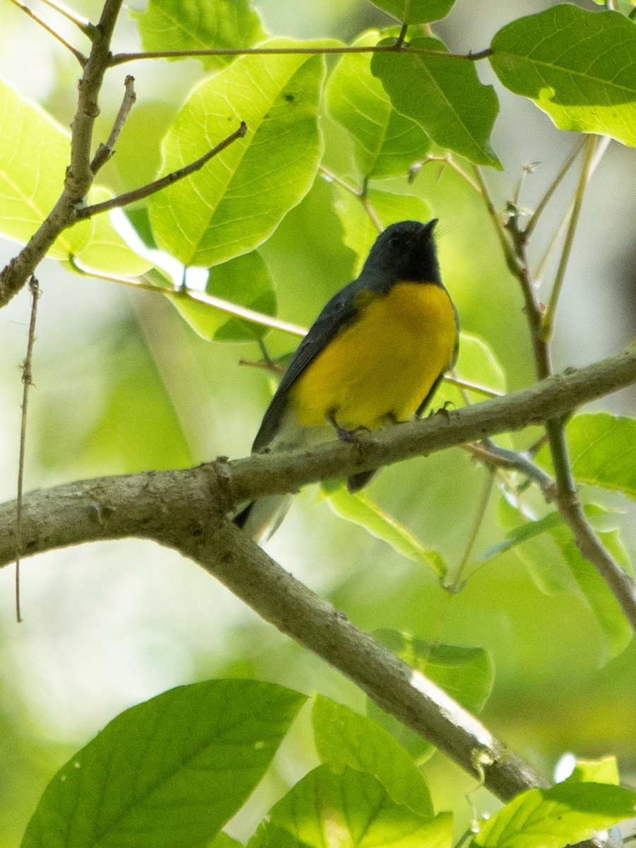 Slate-throated Redstart - Rene sun