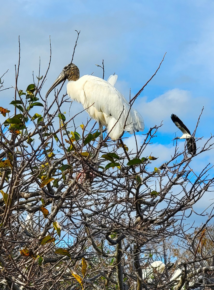 Wood Stork - ami horowitz