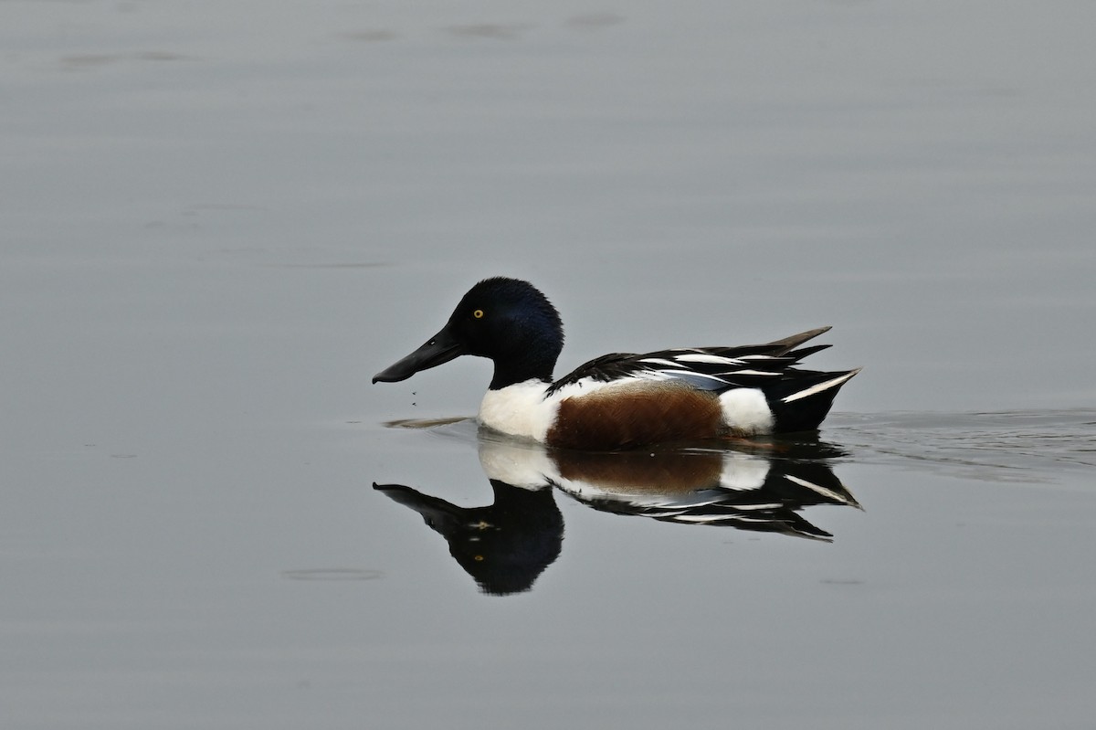 Northern Shoveler - ML619416895