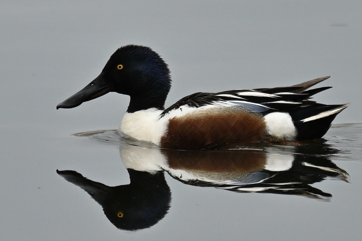 Northern Shoveler - france dallaire