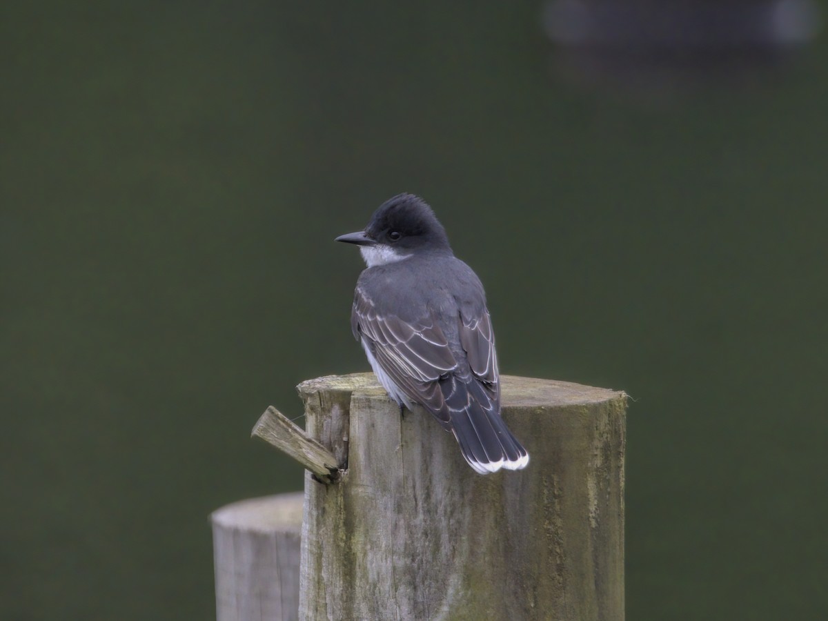 Eastern Kingbird - Justin Kolakowski