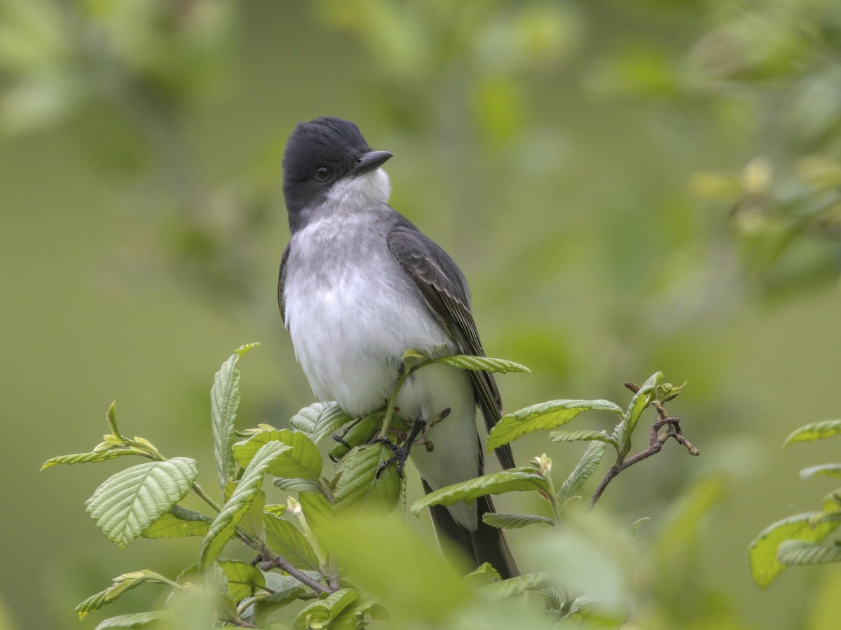 Eastern Kingbird - Justin Kolakowski