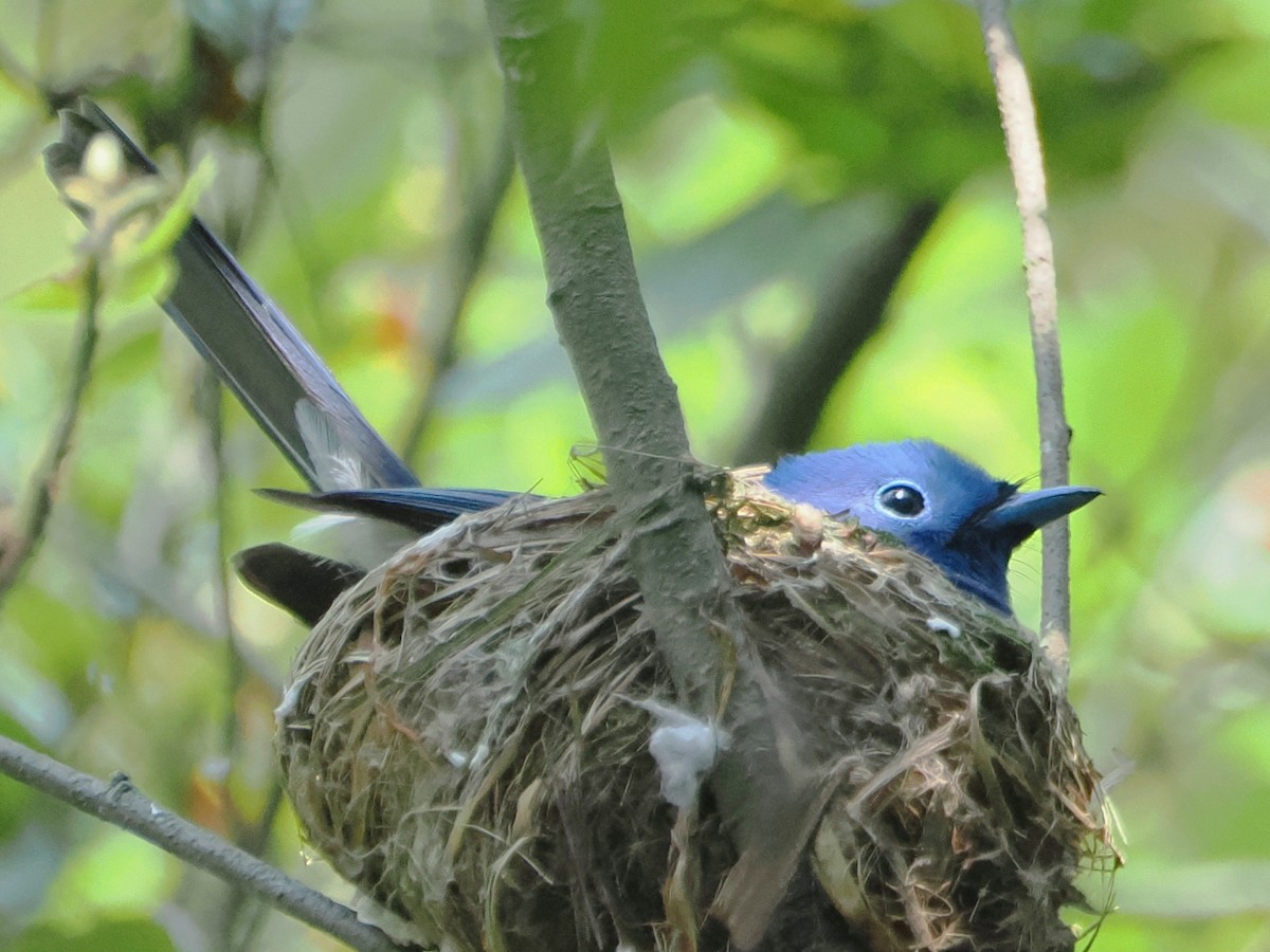 Black-naped Monarch - Charles Lam