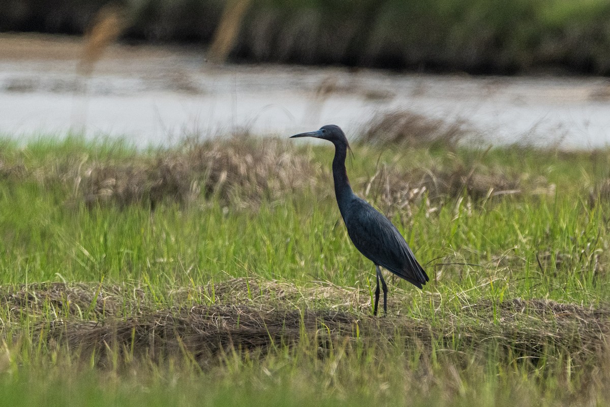 Little Blue Heron - Anonymous