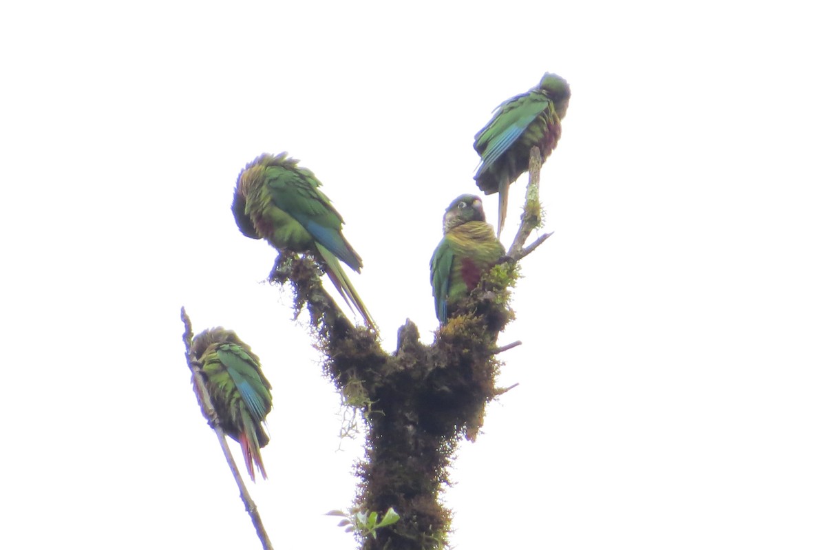 Maroon-bellied Parakeet - Jonathan Ehlert