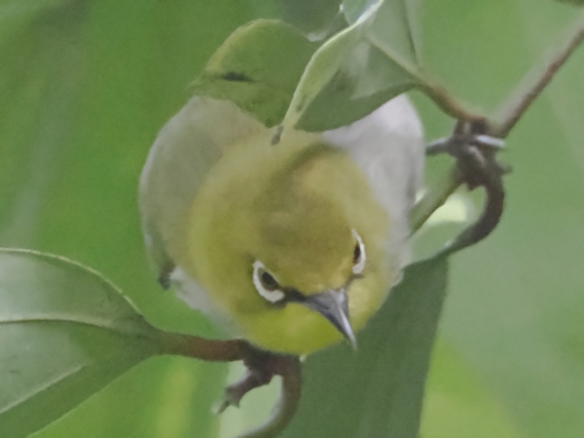 Swinhoe's White-eye - Charles Lam