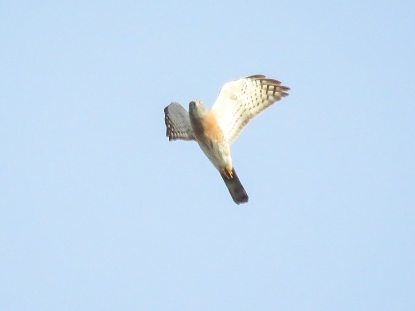 Chinese Sparrowhawk - Falcon Cheng