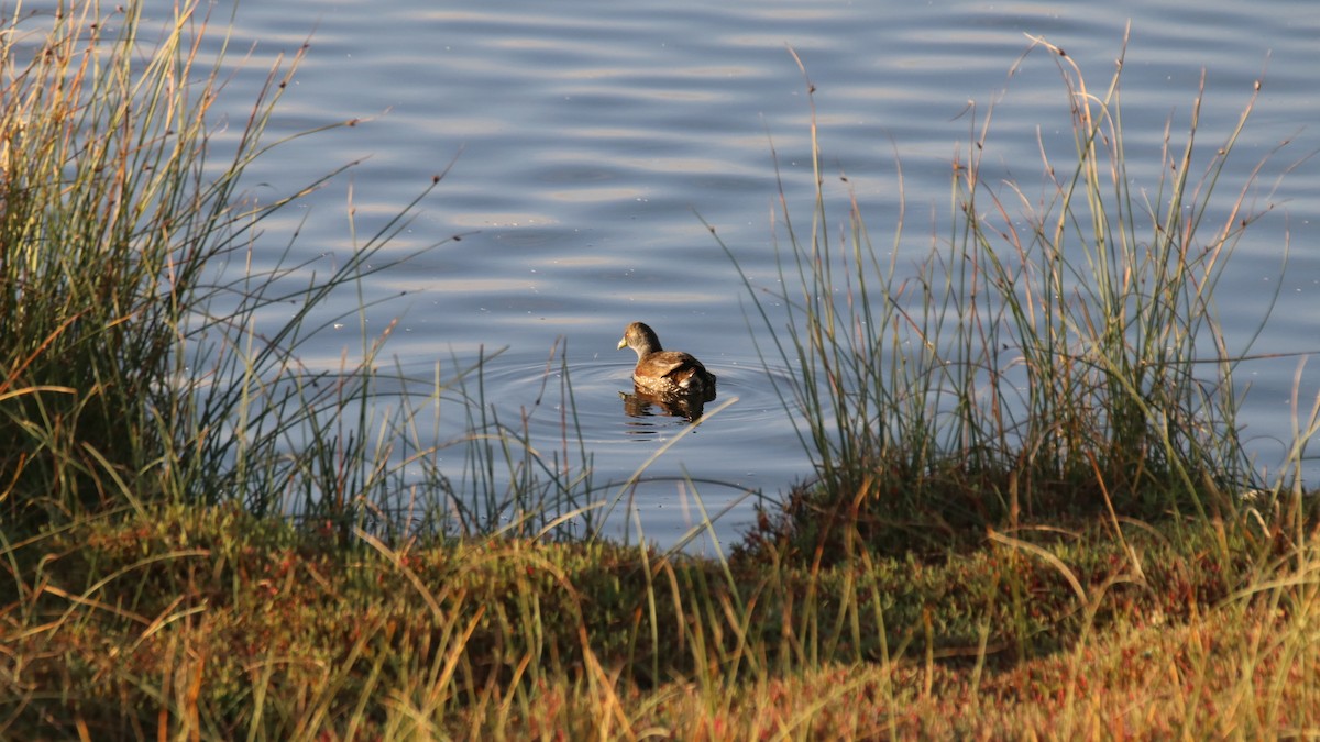 Spot-flanked Gallinule - Anonymous