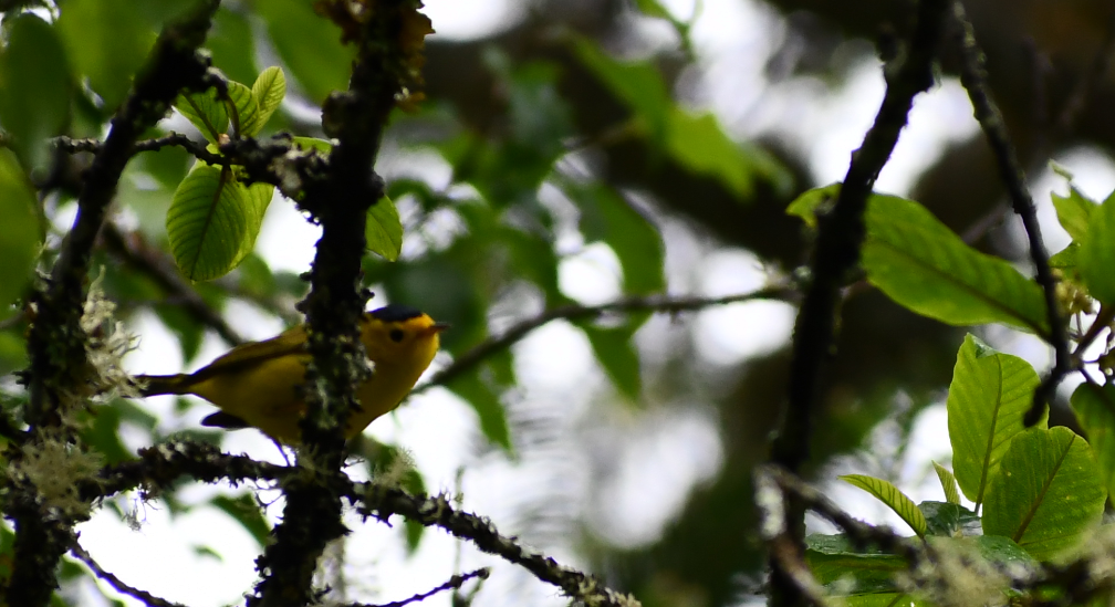 Wilson's Warbler - ML619416944