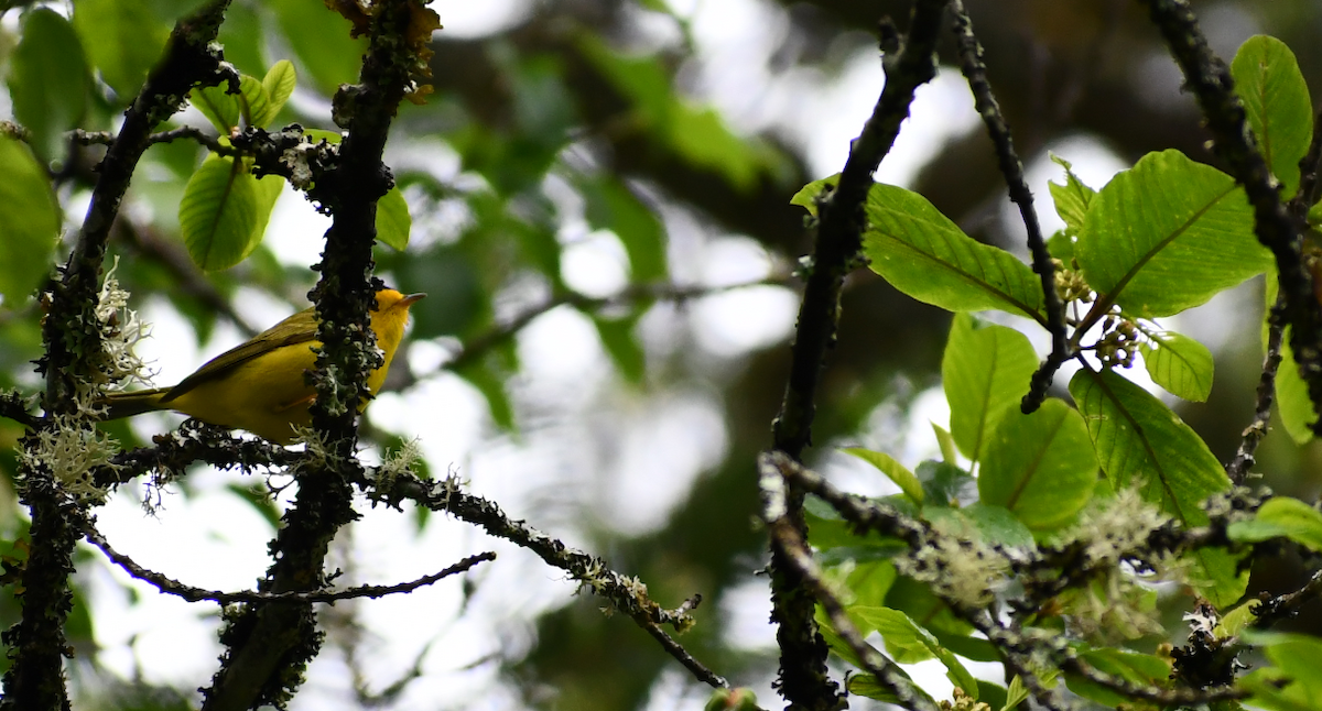 Wilson's Warbler - ML619416946