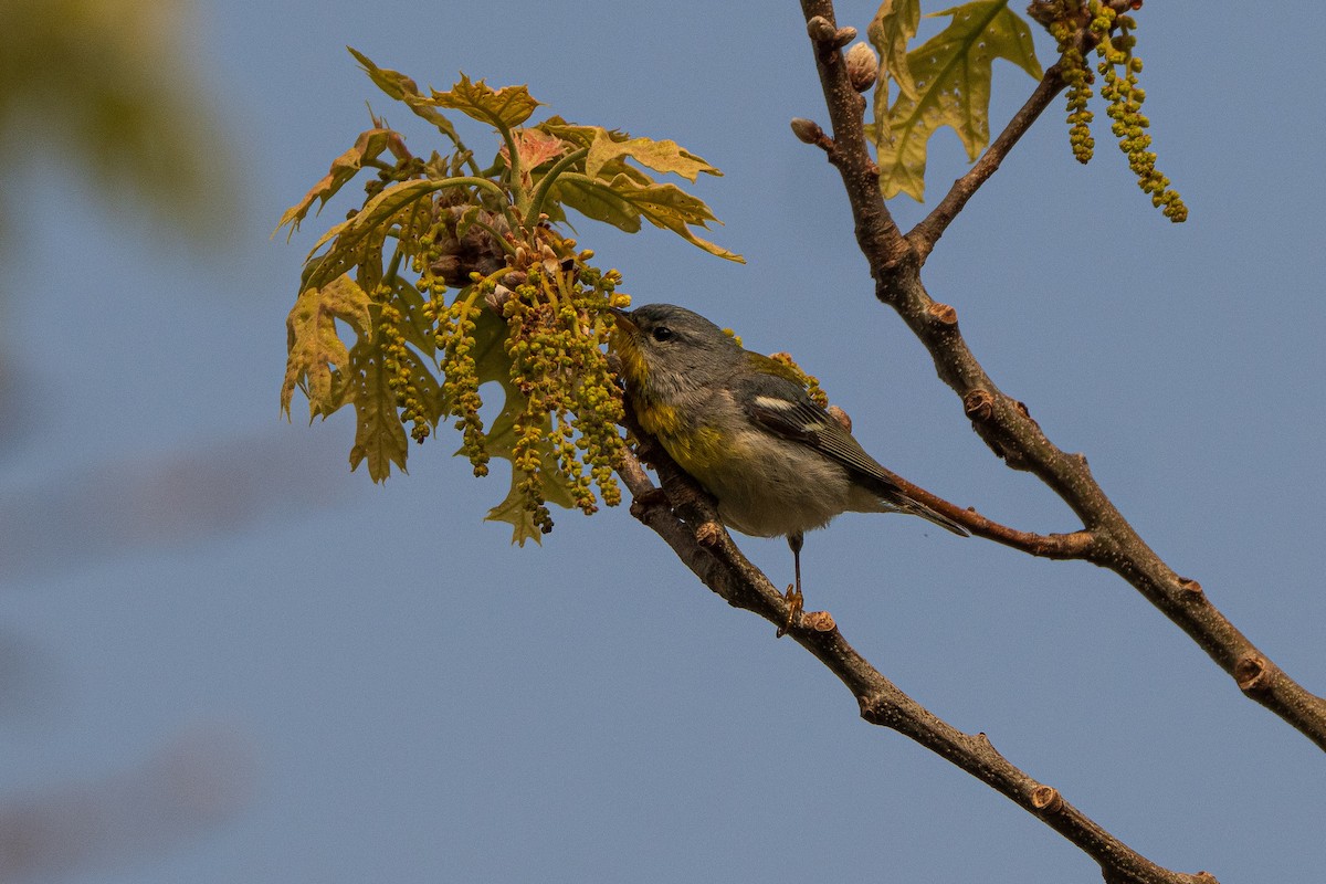 Northern Parula - Anonymous