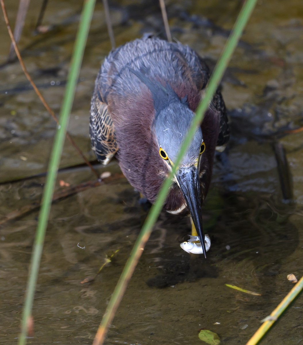 Green Heron - Patti Koger