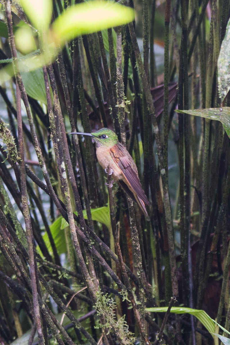 Fawn-breasted Brilliant - Nancy Davis