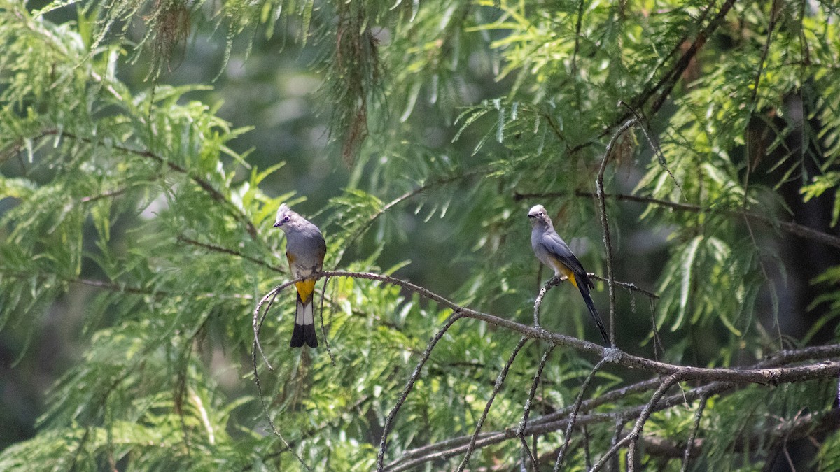 Gray Silky-flycatcher - ML619416961