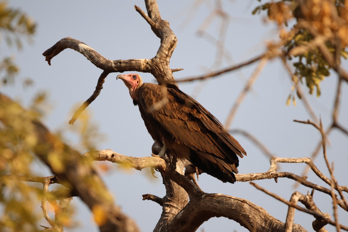 Hooded Vulture - Ada Alden