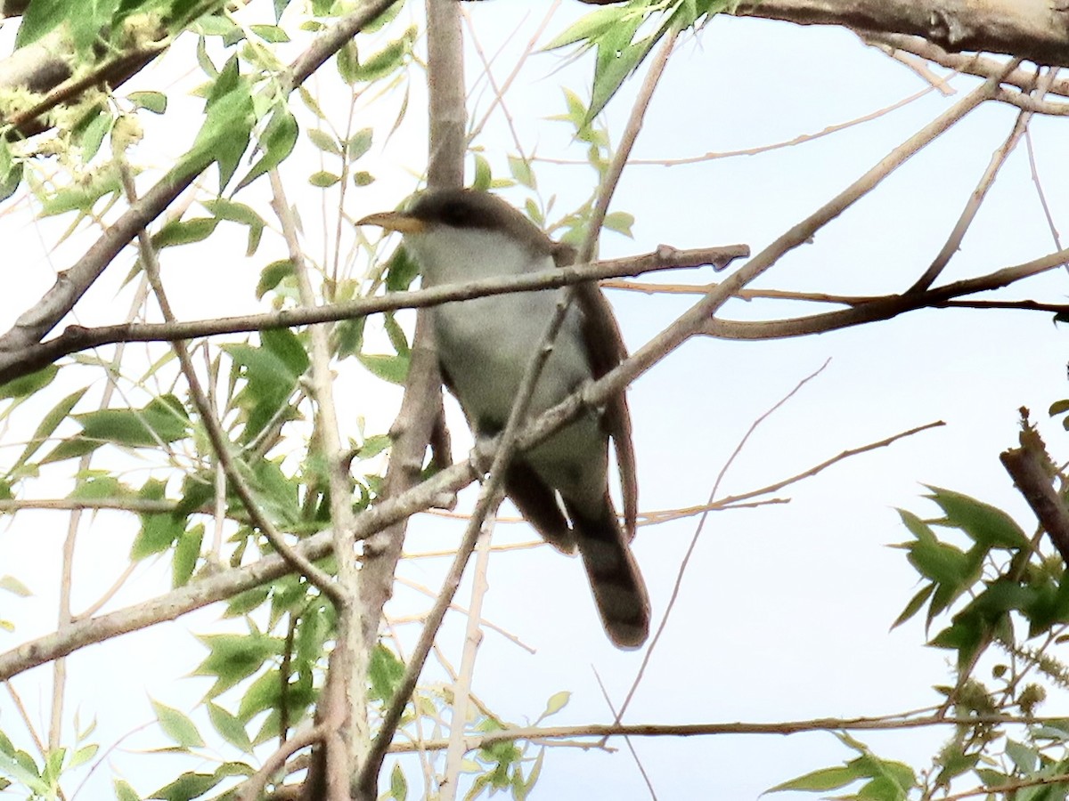 Yellow-billed Cuckoo - Diane Roberts