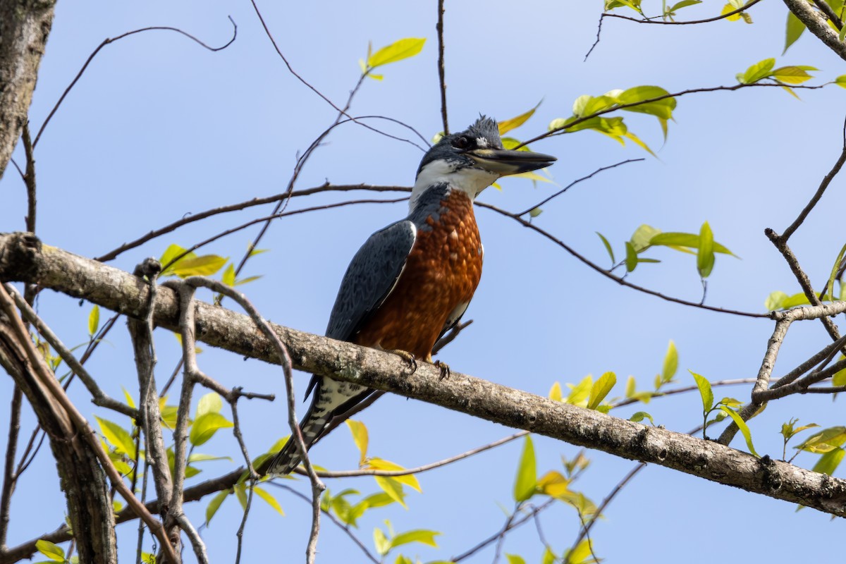 Ringed Kingfisher - Mason Flint