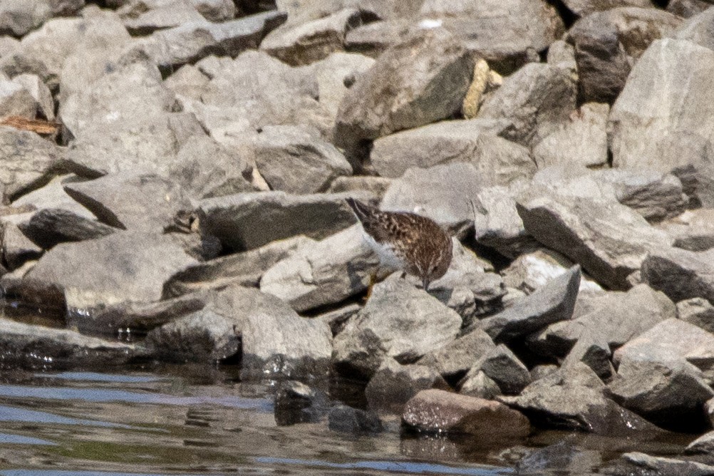 Least Sandpiper - Michelle Trant