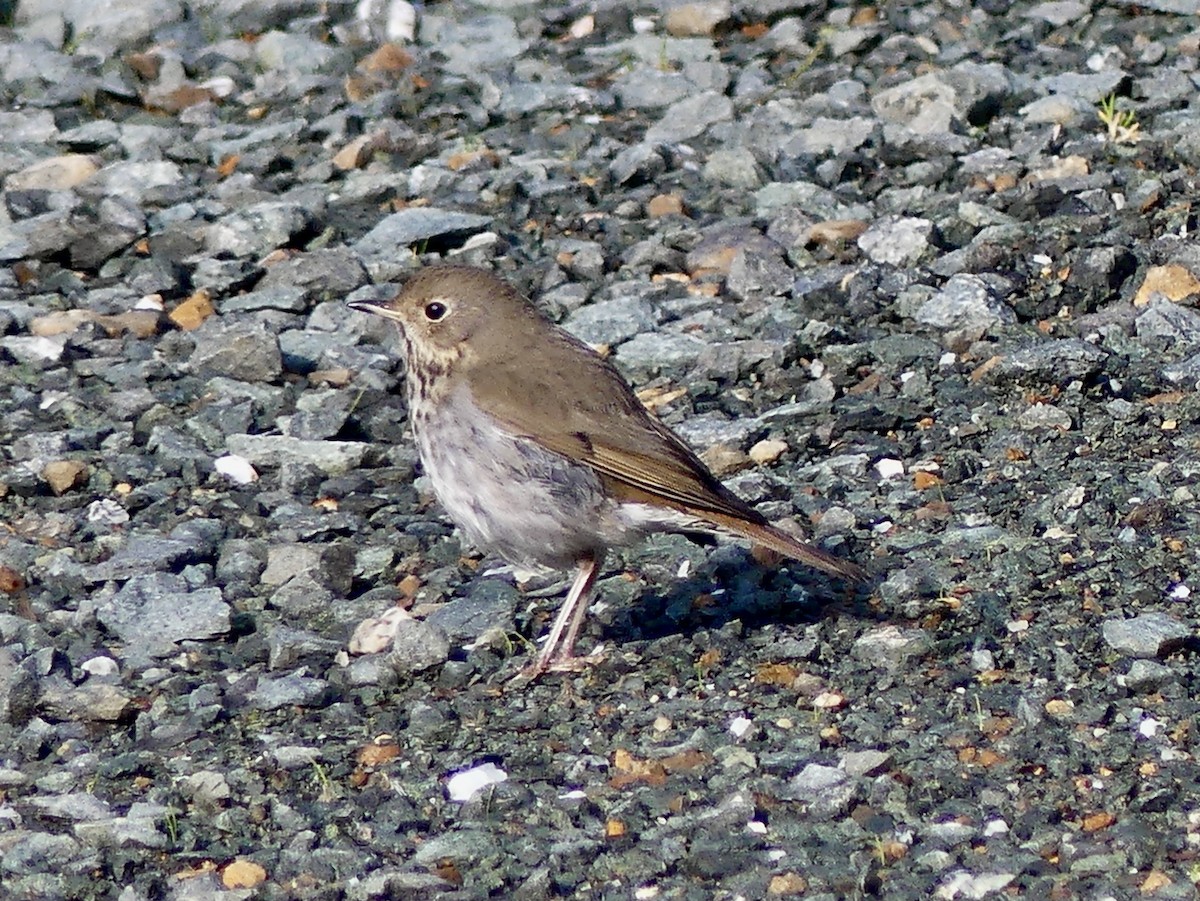 Hermit Thrush - Mary McCafferty