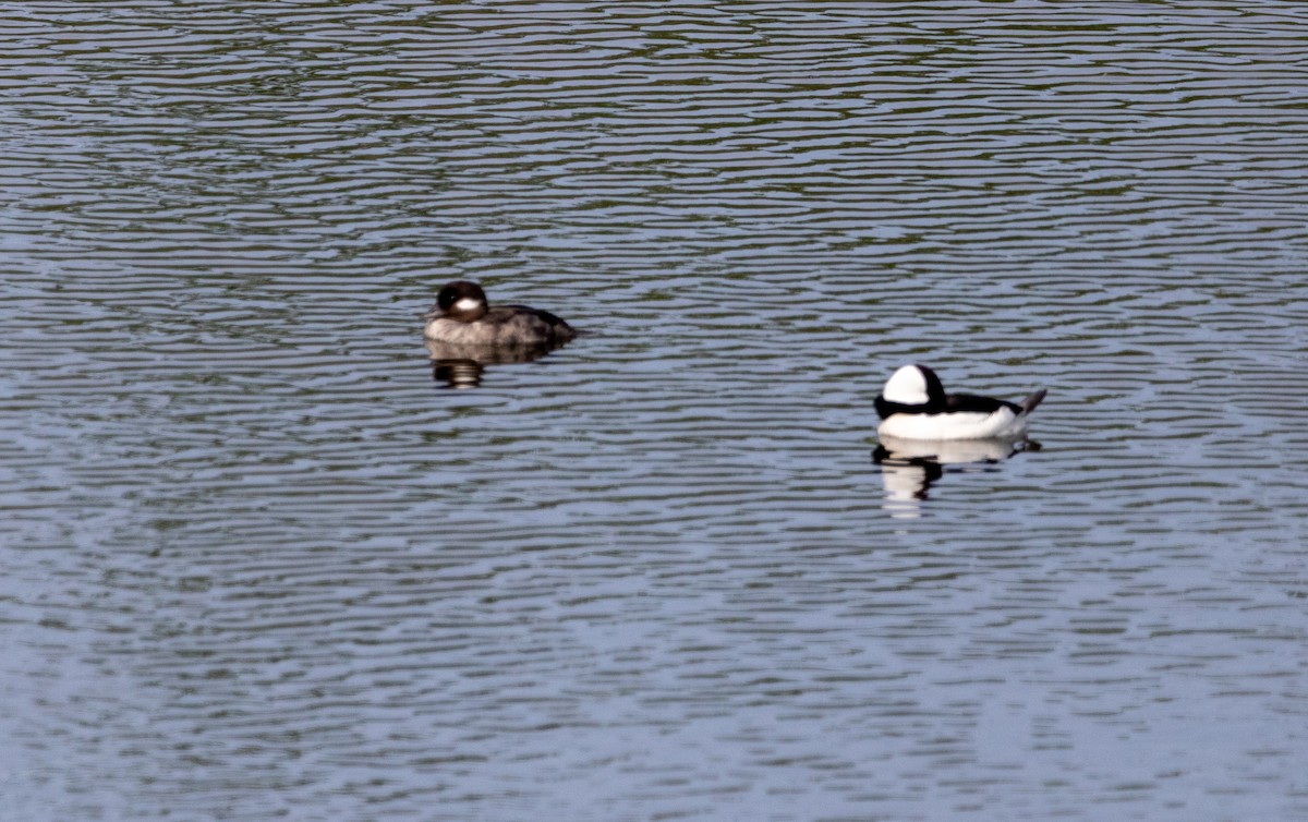 Bufflehead - ML619417006