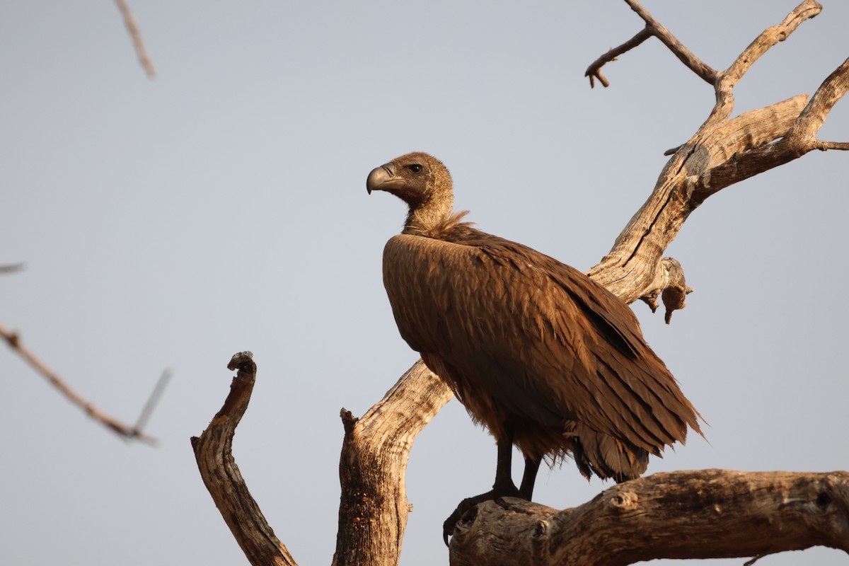 White-backed Vulture - Ada Alden