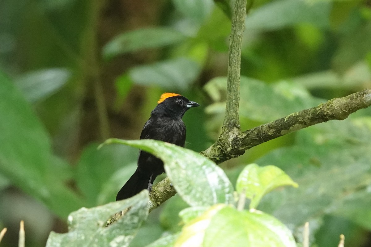 Tawny-crested Tanager - Jim Zook