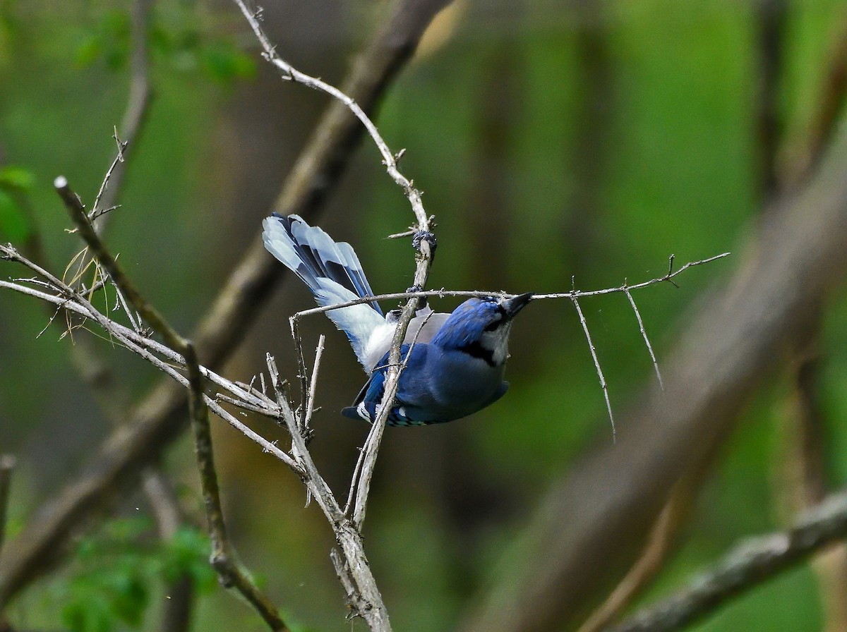 Blauhäher - ML619417047