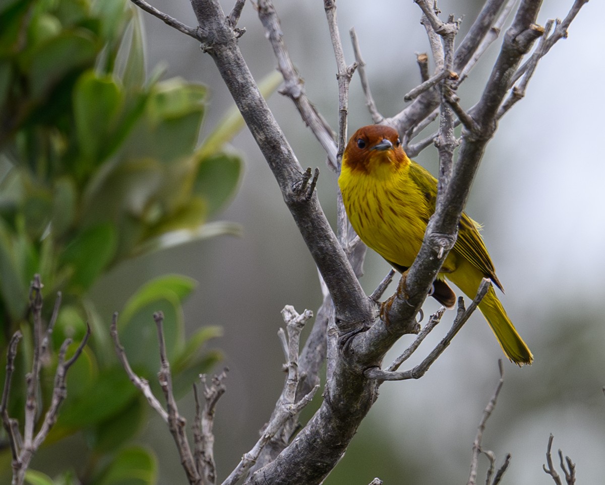 Yellow Warbler (Mangrove) - Patti Koger