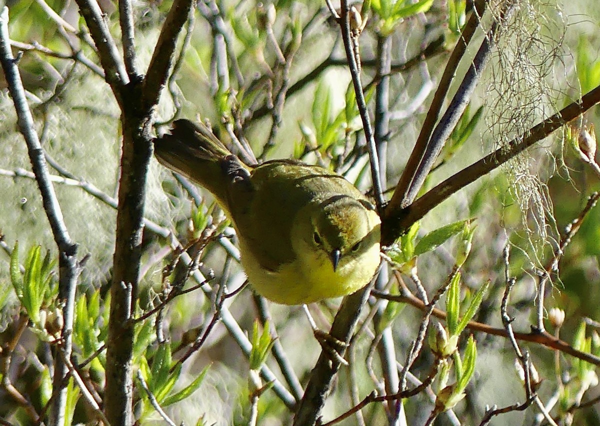 Orange-crowned Warbler - Mary McCafferty