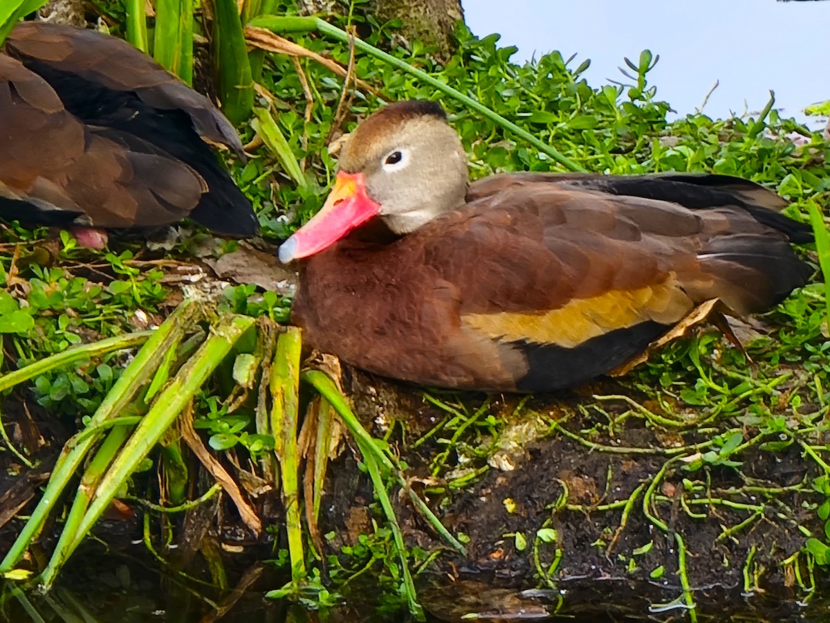 Black-bellied Whistling-Duck - ami horowitz