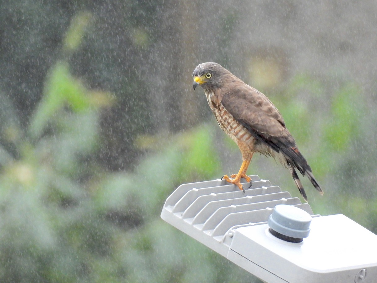 Roadside Hawk - Rodrigo Quadros