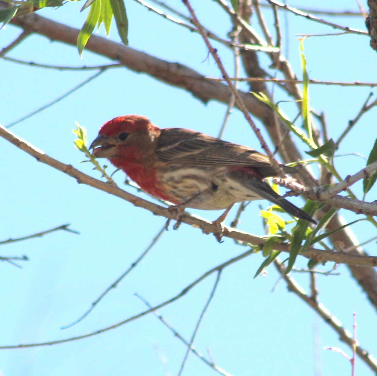 House Finch - Marsha Painter