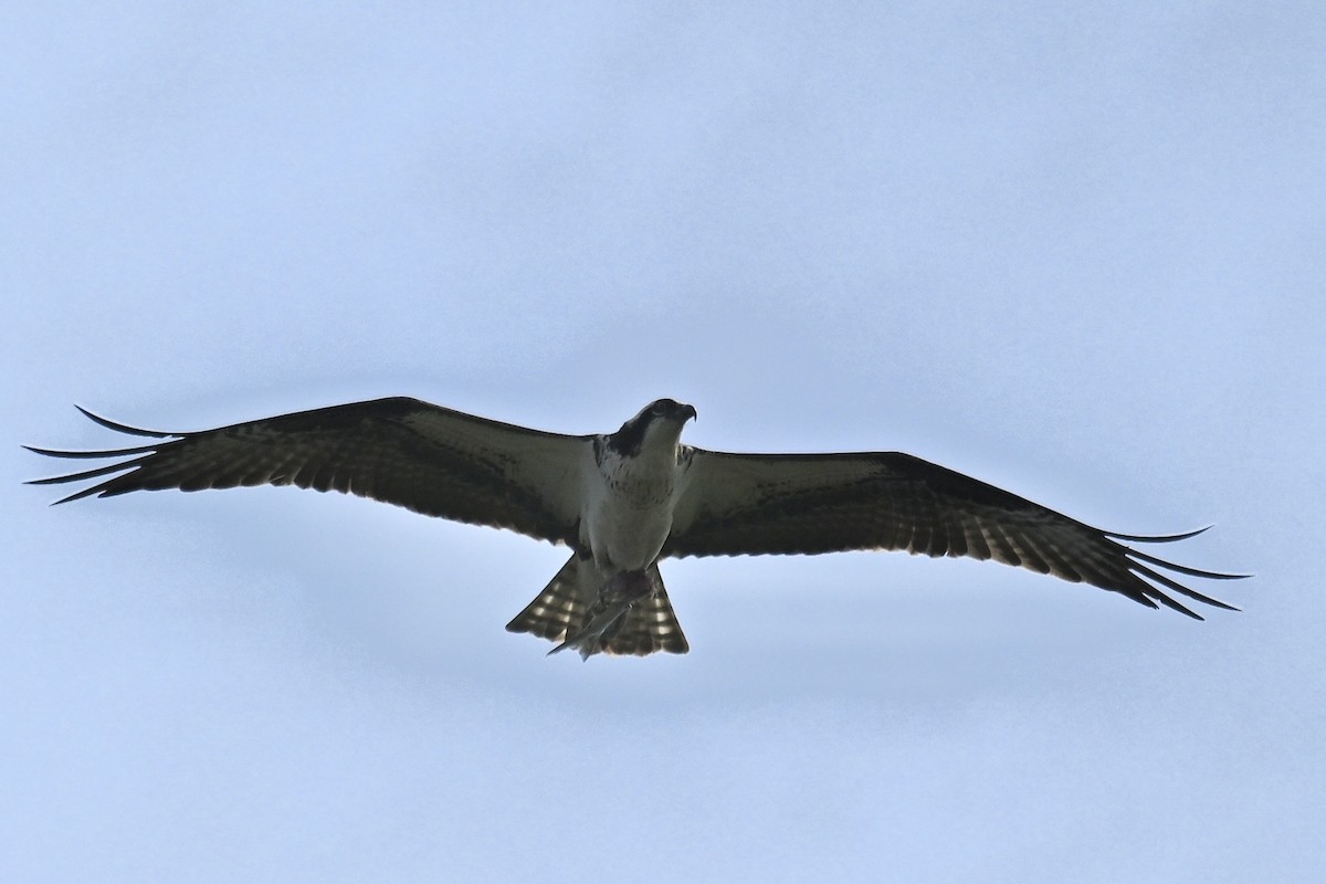 Osprey - france dallaire