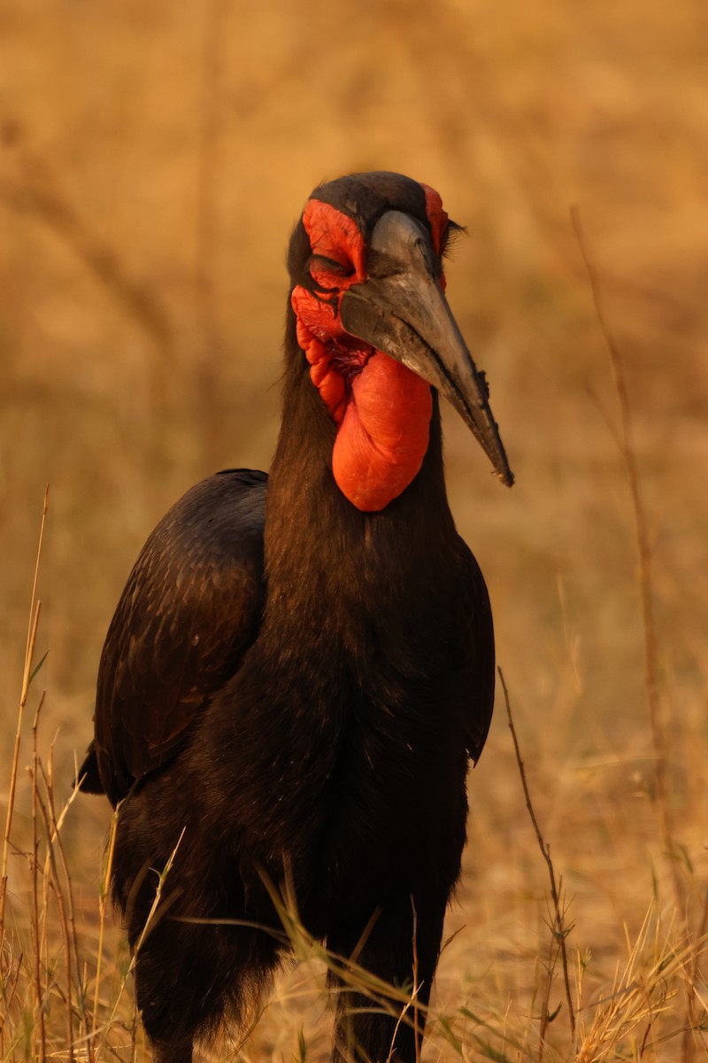 Southern Ground-Hornbill - Ada Alden