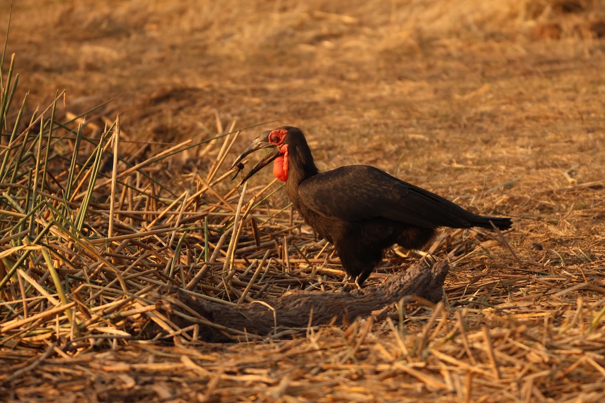 Southern Ground-Hornbill - ML619417073