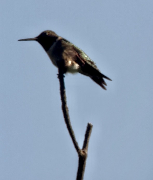 Ruby-throated Hummingbird - Jeff Bouton