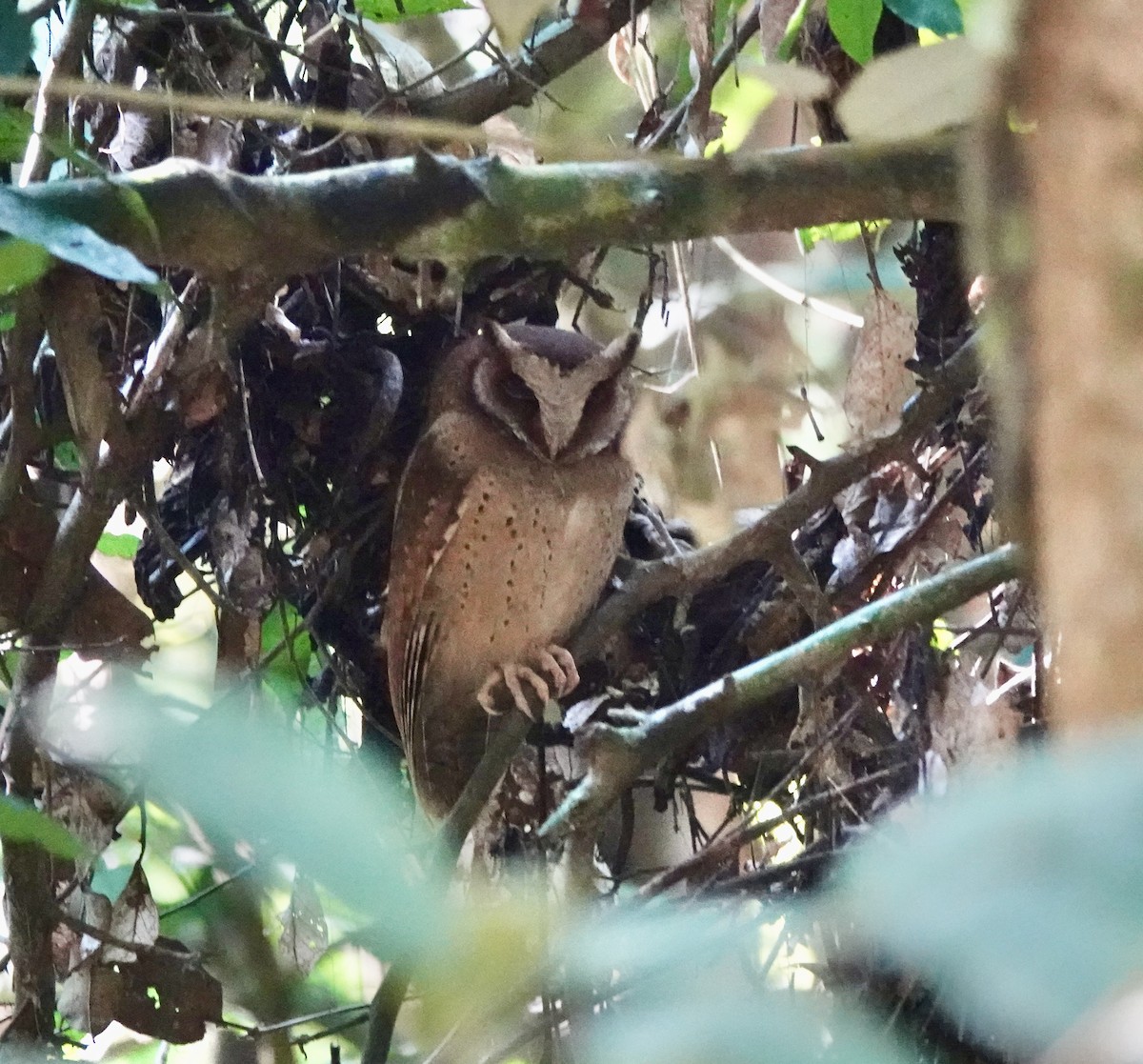 White-fronted Scops-Owl - Susan Hartley