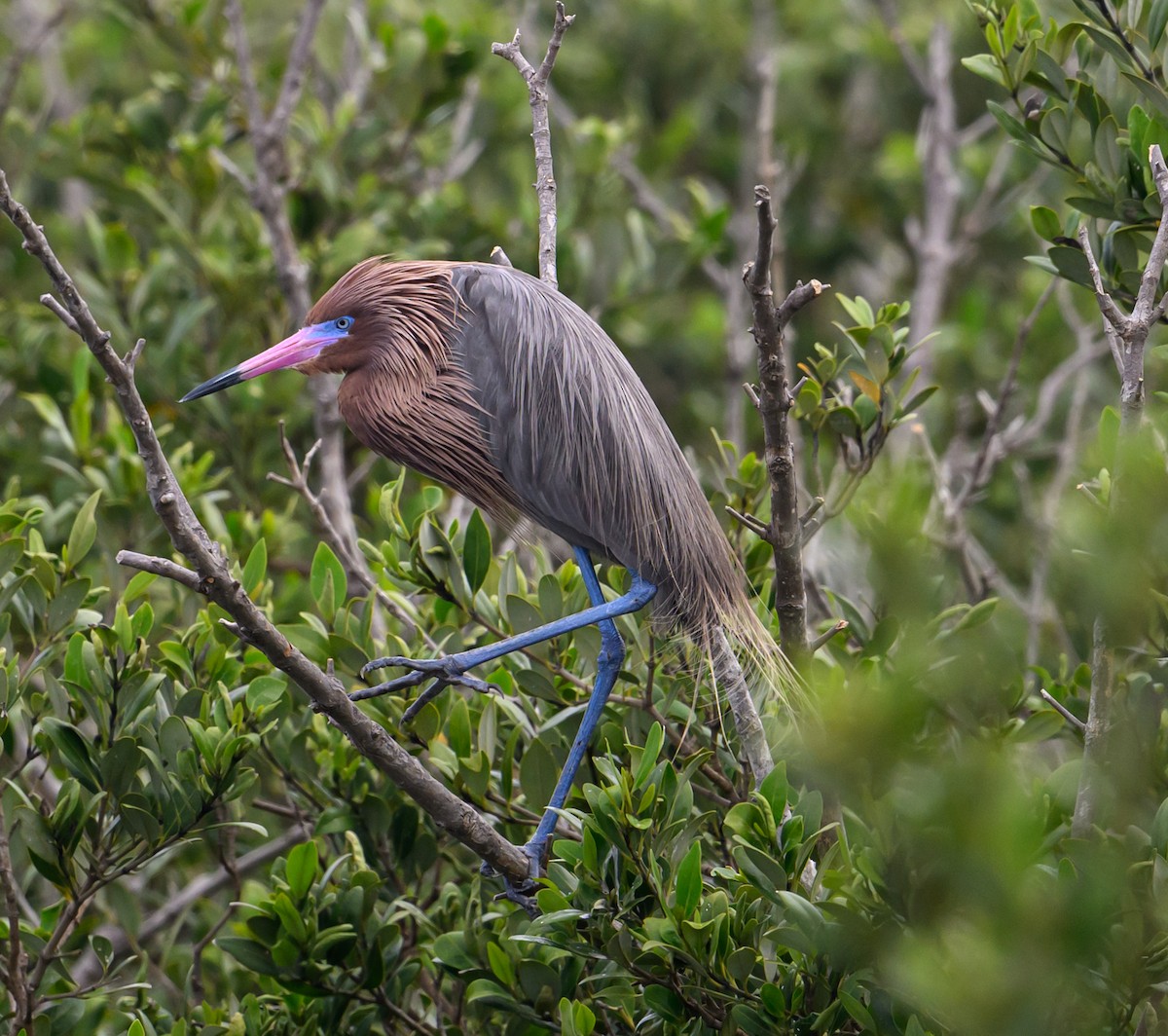 Reddish Egret - Patti Koger